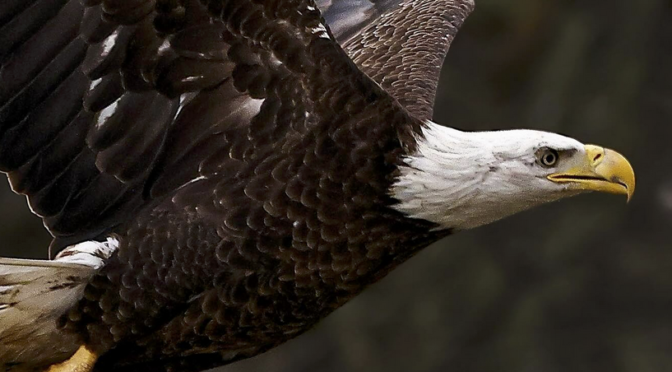 Photographing Bald Eagles at Jordan Lake Dam